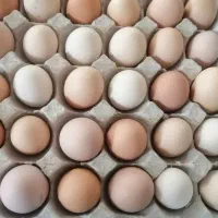 تخم مرغ محلی بدون نطفه، شانه ای600