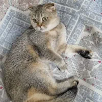 واگذاری گربه بیریتیش و اسکاتیش