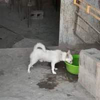 واگزاری،|سگ|شیراز, شیخ علی چوپان|دیوار