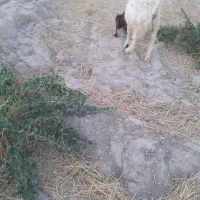 پنج عددبزماده