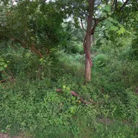 فروش زمین ۵۳۰ متری|فروش زمین و ملک کلنگی|سنگر, |دیوار