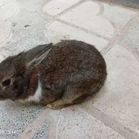 فروش فوری خرگوش