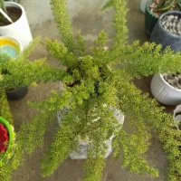 گیاه دم روباهی با گلدان|گل و گیاه طبیعی|خرم‌آباد, |دیوار