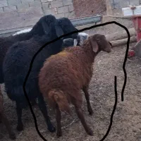 بره ماده هترو سه عدد