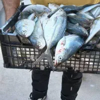 تور حلوایی ۶۰ چشم قیمت ۱۳