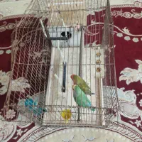جفت طوطی برزیلی مولد