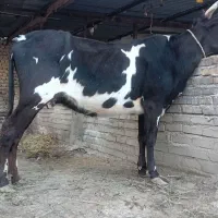 گاو قربانی هلشتاین یک شکم ۴دندان درشت گوساله