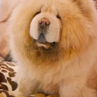 چاوچاو پرتقالی و سفید درجه یک|سگ|فیروزکوه, |دیوار