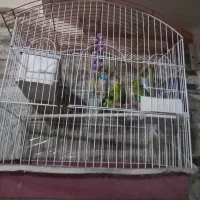 مرغ عشق نرو ماده|پرنده|تبریز, |دیوار