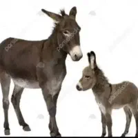 فروش شیرالاغ برای درمان عفونتهای تنفسی ریه