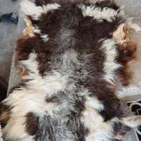 پوست گوسفند  و پوست بز نو یکبارم استفاده نشده