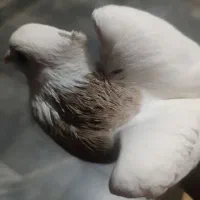 کبوتر طوقی|پرنده|سمنان, |دیوار