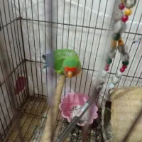 طوطی برزیلی