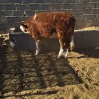 گوساله سیمینتال|حیوانات مزرعه|طبس, |دیوار