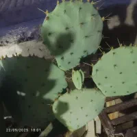 قلمه گل کاکتوس|گل و گیاه طبیعی|سبزوار, هویزه|دیوار