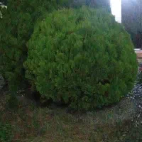 درخت کاج کامیس پاریس فشرده درجه یک