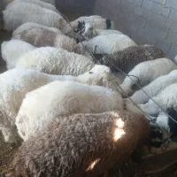 فروش بره نر|حیوانات مزرعه|بردسیر, |دیوار