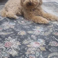 توی پودل|سگ|تهران, تهرانسر شرقی|دیوار