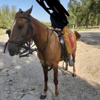 کره مادیان کرد زیبا|اسب و تجهیزات اسبسواری|اردبیل, |دیوار