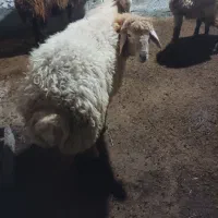 بره نر ساری قولاغ|حیوانات مزرعه|مشگین شهر, |دیوار