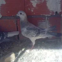 نر بدرنگ کلاغ کرمونی اصل|پرنده|کرمان, |دیوار