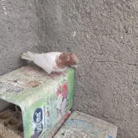 کفتر ماده کله ای|پرنده|دورود, |دیوار