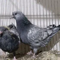 جوجه کله سبز