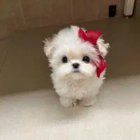 مالتیز مینی