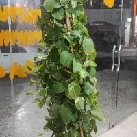 گل پتوس|گل و گیاه طبیعی|بندر گناوه, |دیوار