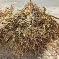 نهال زرشک|گل و گیاه طبیعی|ماهان, |دیوار