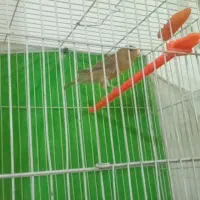 قناری شتری  ماده اماده اماده|پرنده|مشهد, کشف|دیوار