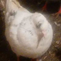 کفتر|پرنده|نیشابور, فیض آباد|دیوار