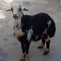 بره قوچ عتیقه