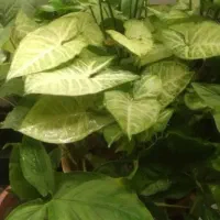 سینگونیوم ساده ابلق مینیاتوری|گل و گیاه طبیعی|اصفهان, شهرک کاوه|دیوار