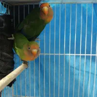 کوتوله برزیلی