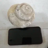 سنگ. فسیل حلزون