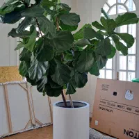 گیاه طبیعی فیکوس لیراتا