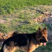 سگ ژرمن ژپرد