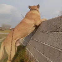 سگ سرابی قیمت مناسب