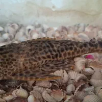 ماهی لجن خوار و اسکارت