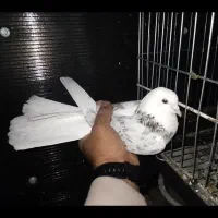 کفتر کبوتر سورو شازده هما کاکلی|پرنده|ری, فیروزآبادی|دیوار