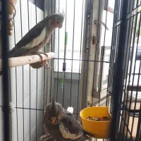 عروس هلندی سخنگو