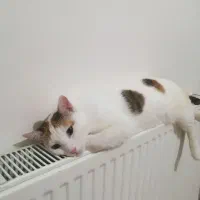 واگذاری رایگان گربه dsh نر و ماده یکساله|گربه|اندیشه, اندیشه فاز ۱|دیوار