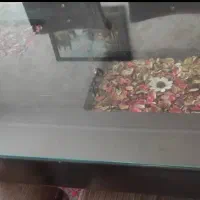 میز و صندلی ناهارخوری|میز و صندلی غذاخوری|اسلامشهر, شهرک واوان|دیوار