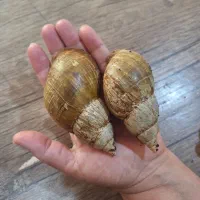 حلزون اچاتینا