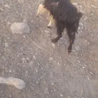 بزهل هم داشت هم کشت|حیوانات مزرعه|لالی, |دیوار