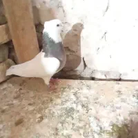 کبوتر|پرنده|زابل, |دیوار