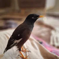 مرغ مینا سخنگو نژاد چشم ستاره ای