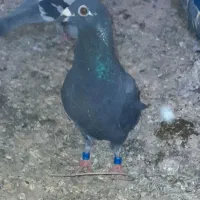 کبوتر ماده