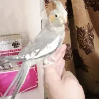 دو عدد عروس هلندی دستی|پرنده|شاهینشهر, فیض|دیوار